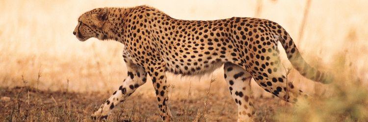 Chyulu Hills National Park