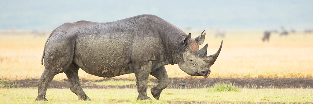 Lewa Wildlife Conservancy