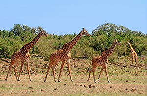Safari à pied - Zambie-1