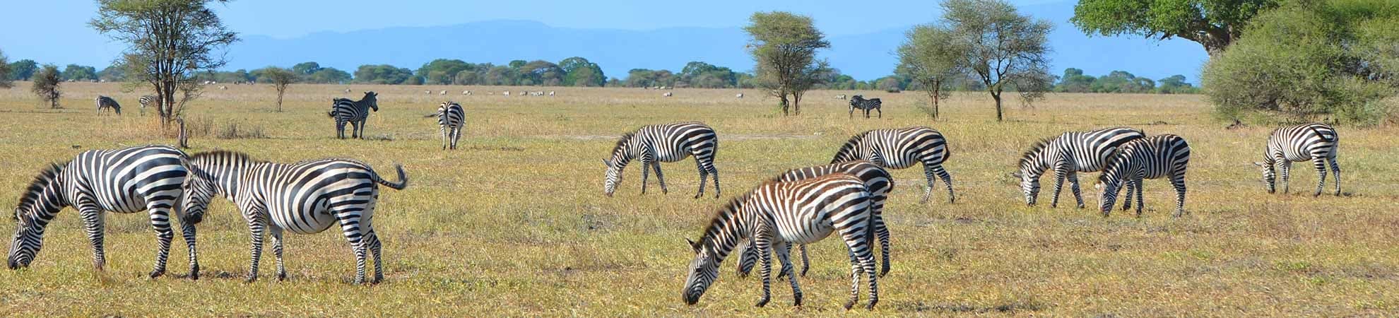 Voyage Les Grands Parcs - Tanzanie