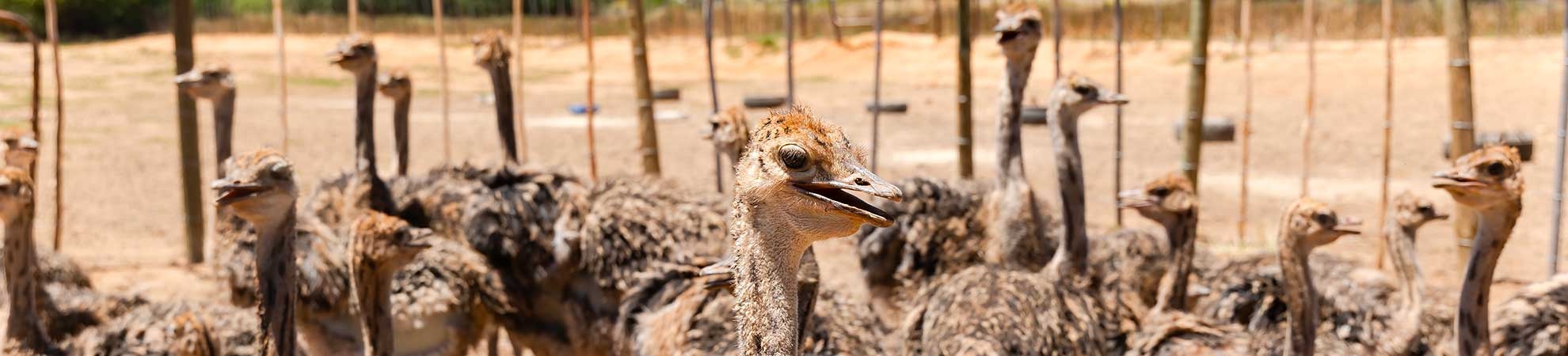Voyage Oudtshoorn