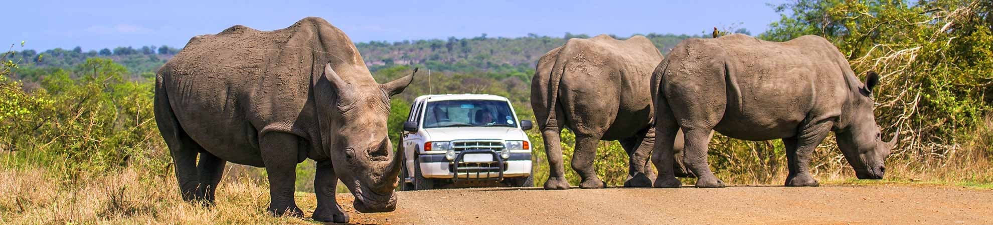 Voyage Kruger (Parc National)
