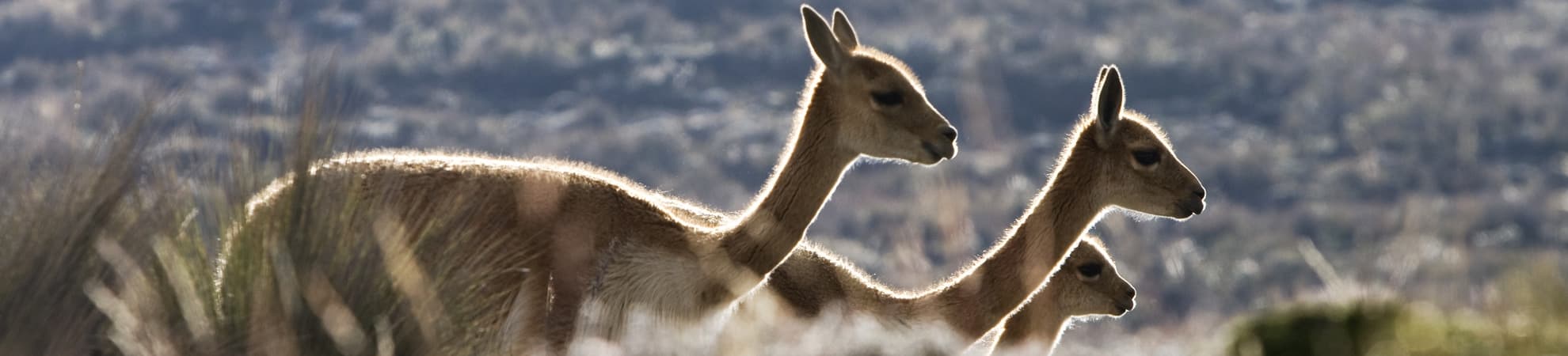 Voyage Parc national de Las Vicuñas