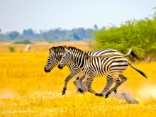 Grand angle sur la Tanzanie