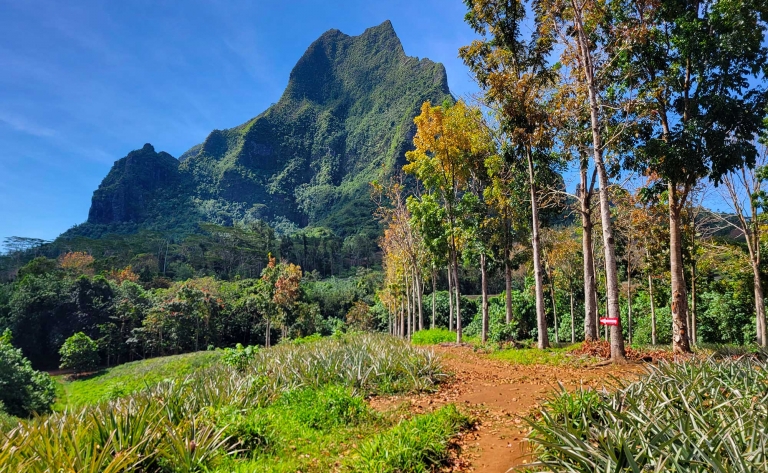 Douceur de vivre à la polynésienne