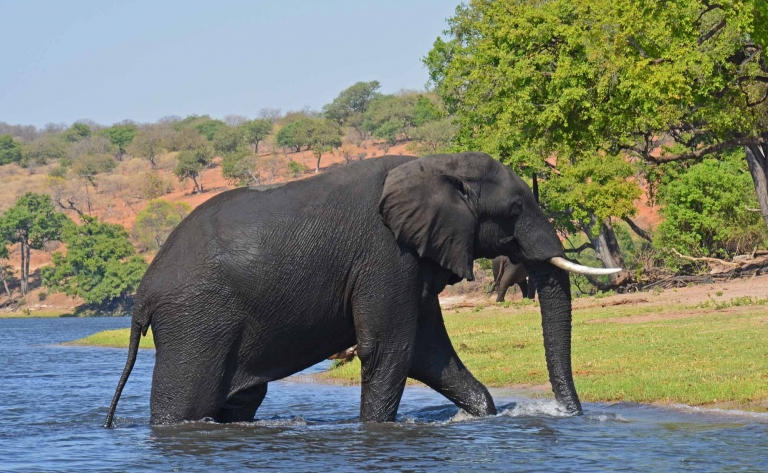 Eléphants et plaines inondables de Chobe