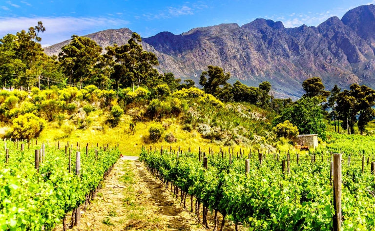 Voyage à la découverte des vignobles à bord d’un tramway d’époque