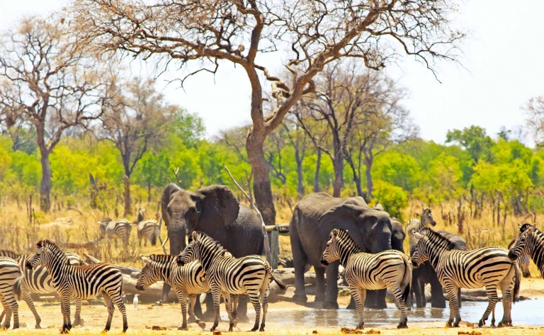 Faune sauvage et safari dans le parc de Hwange