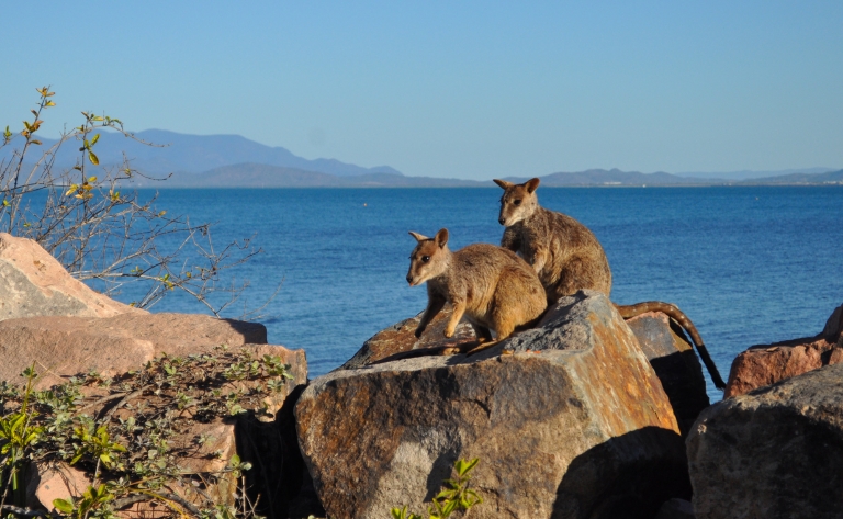 Entre criques et faune sauvage