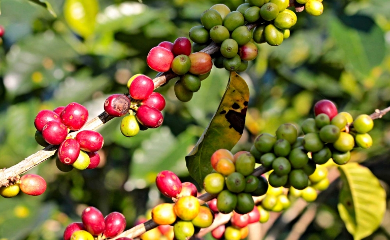 Merveilles naturelles de Cobán 