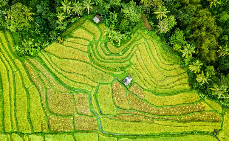 De la montagne à l'âme d'Ubud