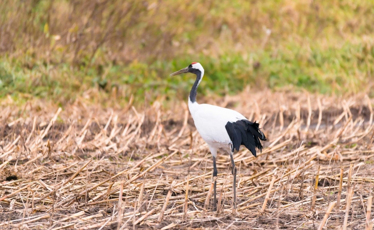 Parc national de Kushiro Shitsugen : immersion dans la nature la plus sauvage