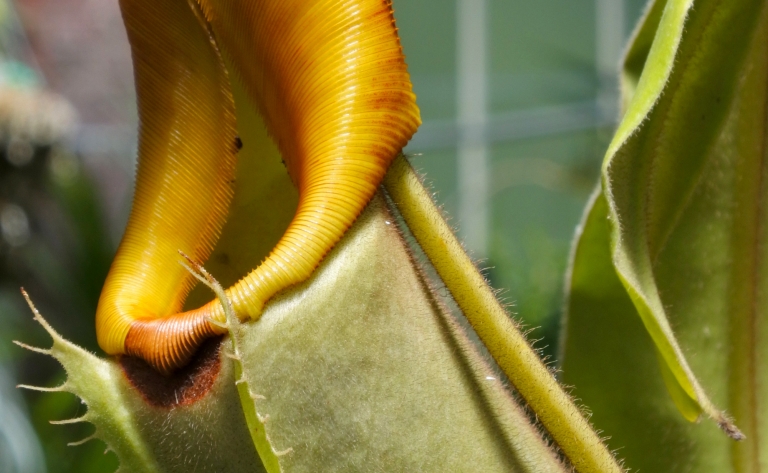 La biodiversité exceptionnelle du mont Kinabalu
