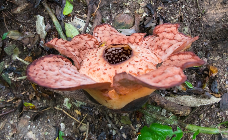 Sur les traces de la plus grande fleur du monde