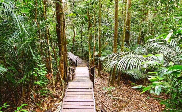 Faune et flore au Taman Negara