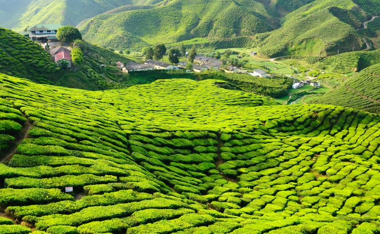 Au cœur des plantations de thé