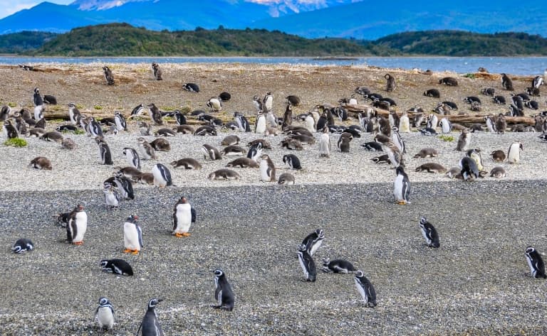 Excursion et navigation sur le canal de Beagle