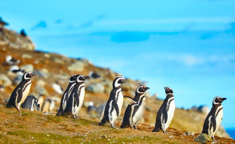 Une spectaculaire concentration d’animaux marins !