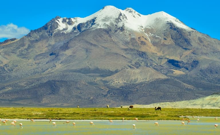 Parc national de Las Vicunas