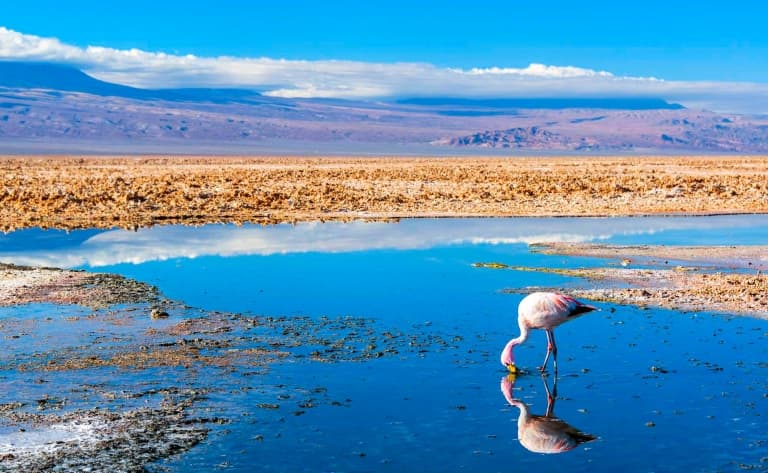 Une oasis au milieu du désert