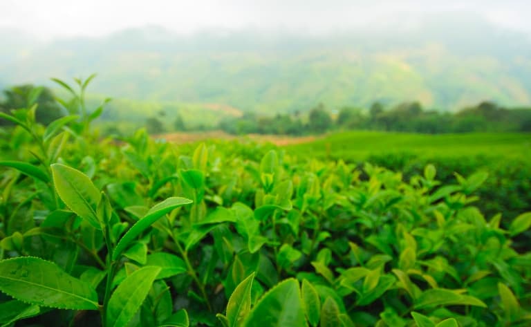 Au cœur des Cameron Highlands