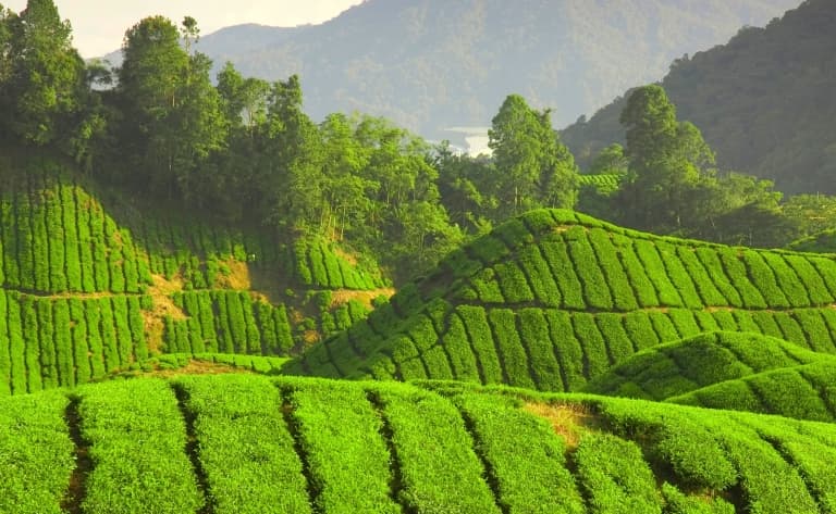 Au cœur des Cameron Highlands