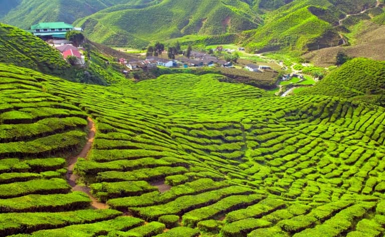 Au cœur des Cameron Highlands