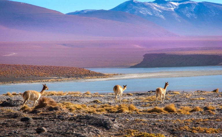 A bord de l’Andean Explorer