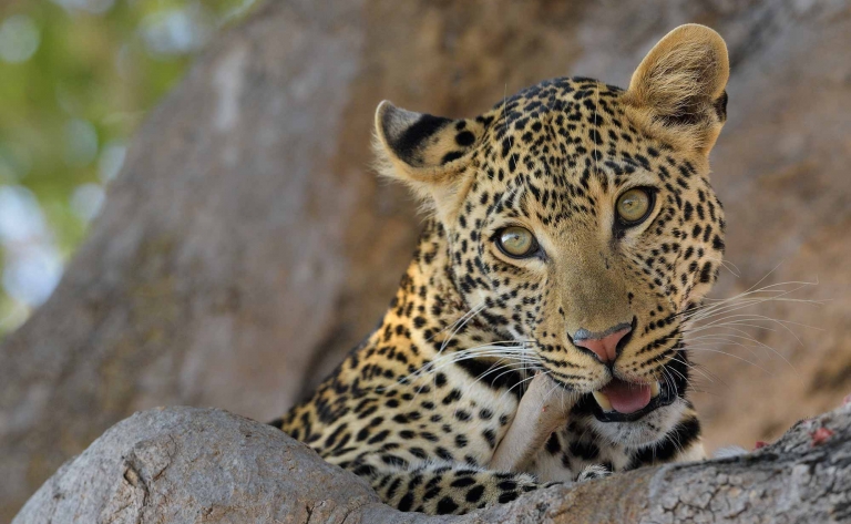 À la découverte de la beauté de Ruaha National Park