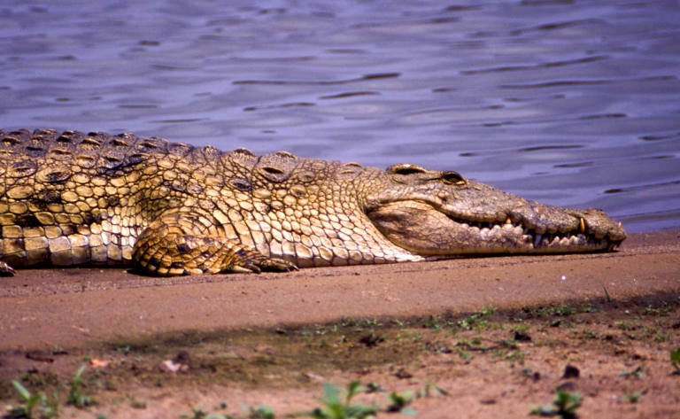 Découvrir la faune sauvage de Selous