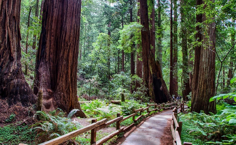 Les parcs nationaux de Sequoia et Kings Canyon 