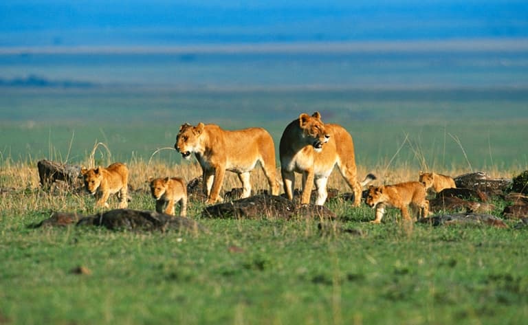 Poursuite de votre aventure dans le Masai Mara