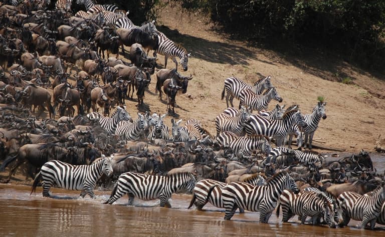 Poursuite de votre aventure dans le Masai Mara