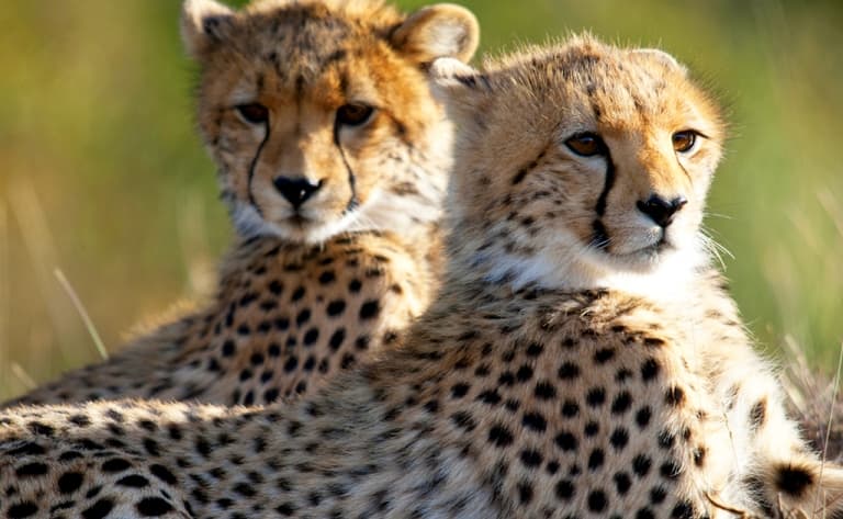 Découvrez la beauté mystique du cratère Ngorongoro