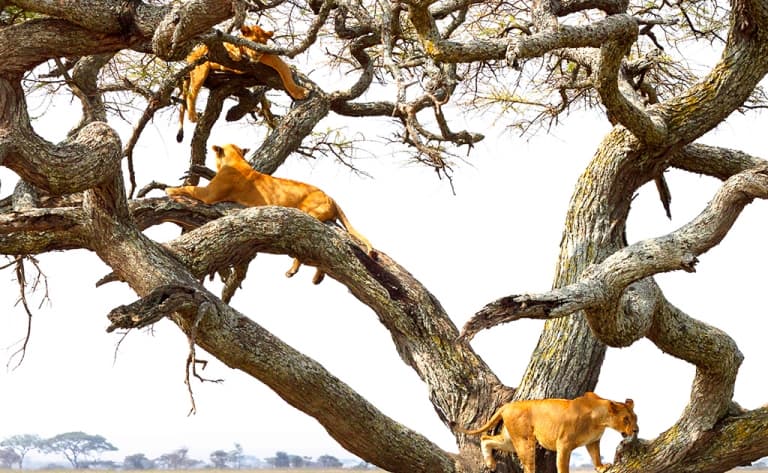 Le charme captivant du lac Manyara