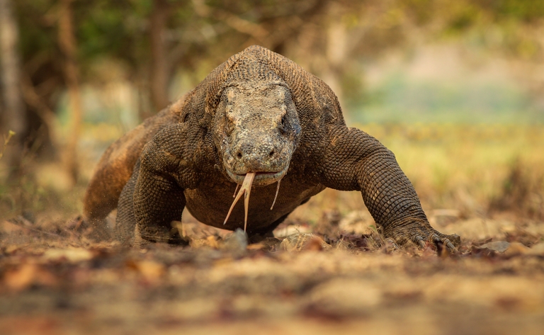 Dragons de Komodo, raies manta et sable fin