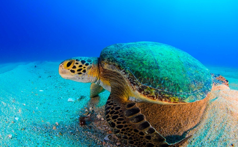 Au pays des tortues à Akumal