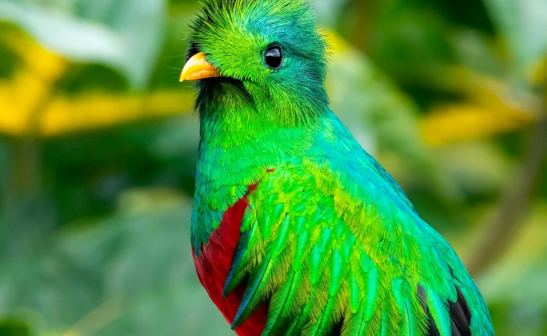 Cobán : café, forêt nuageuse et quetzal 