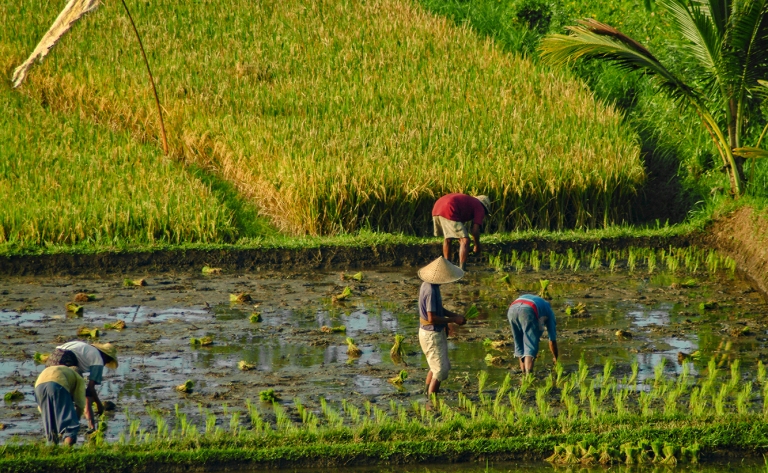Au cœur des traditions balinaises
