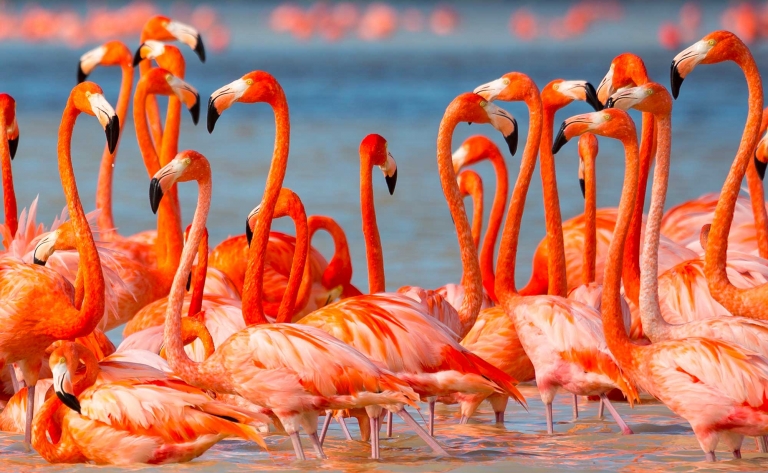 Magie de Celestún et ses flamants roses