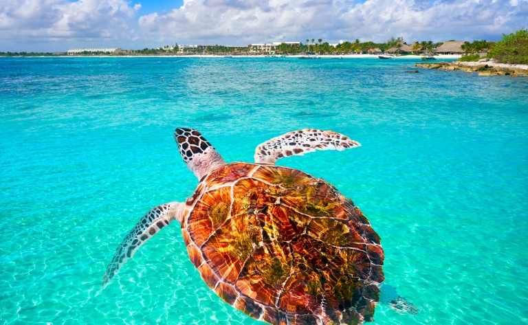 Détente à Akumal : lagons turquoise, tortues et plages de sable blanc