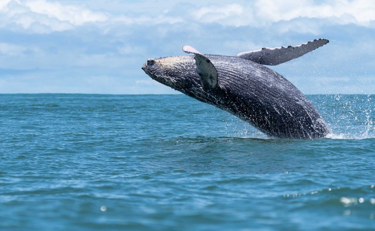 Au plus près des baleines et des dauphins 