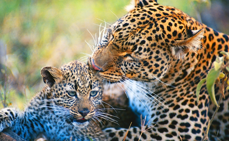 Du Kenya à la Tanzanie, safari d'exception